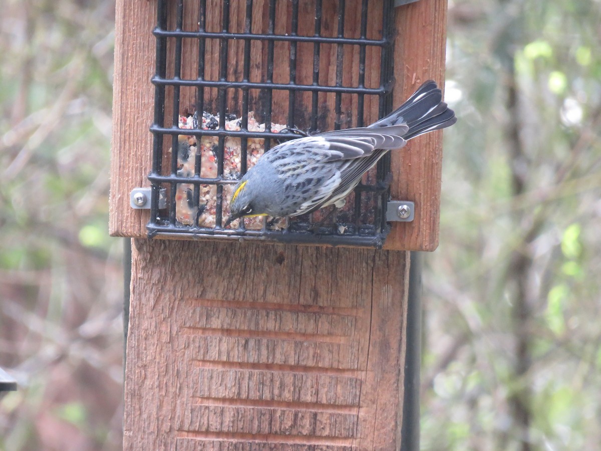 Yellow-rumped Warbler (Audubon's) - greg robertson