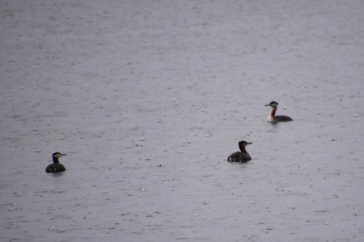 Red-necked Grebe - ML616916542