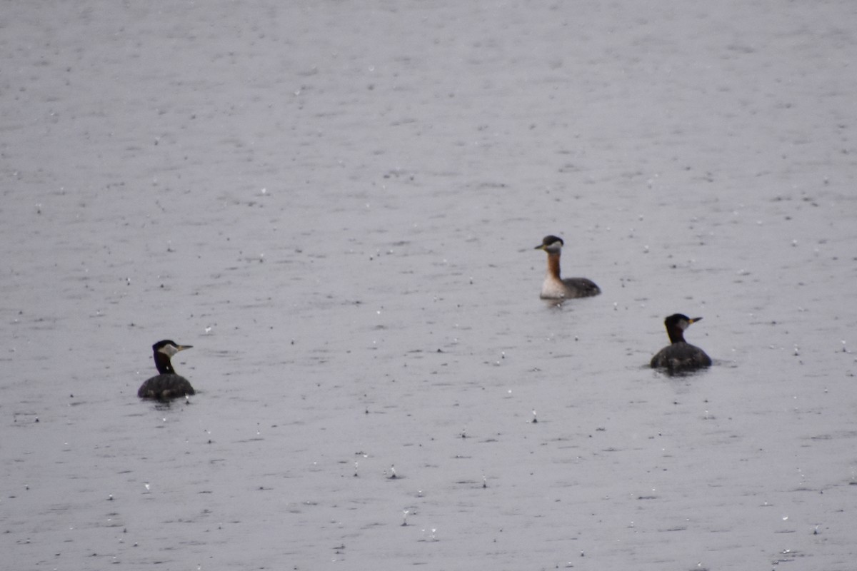 Red-necked Grebe - ML616916544