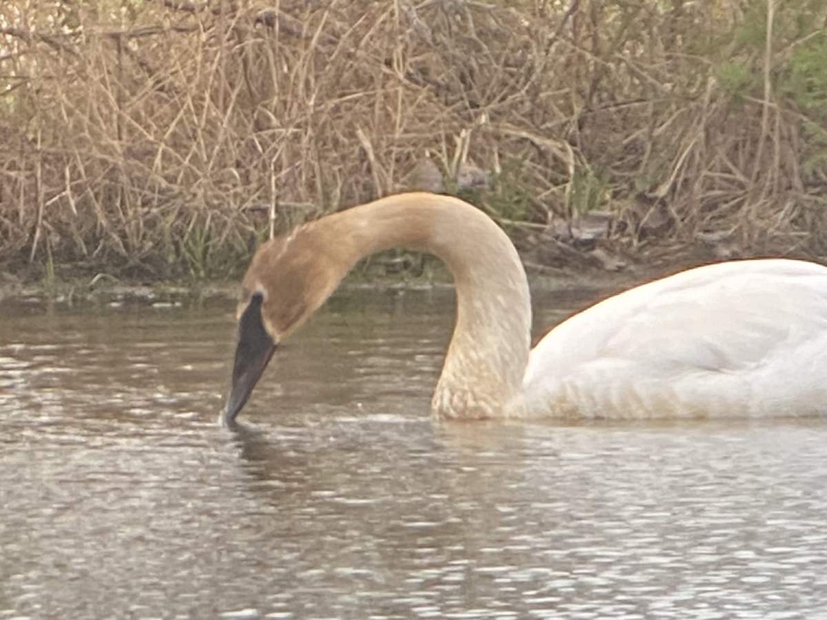 Trumpeter Swan - Asher Higgins