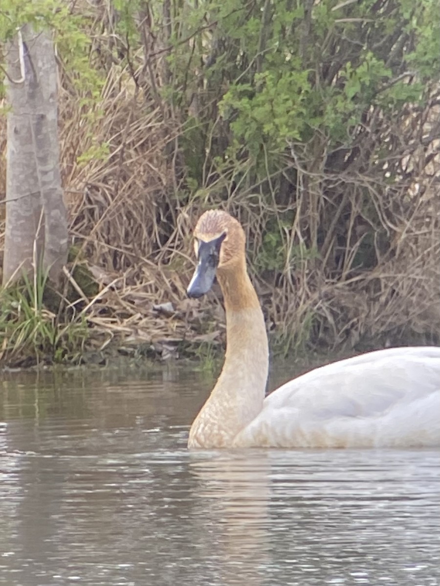 Trumpeter Swan - Asher Higgins