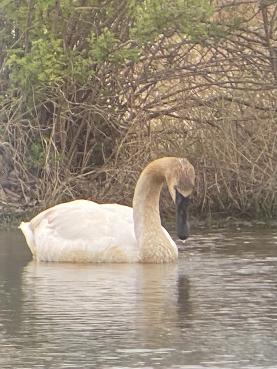 Trumpeter Swan - ML616916566