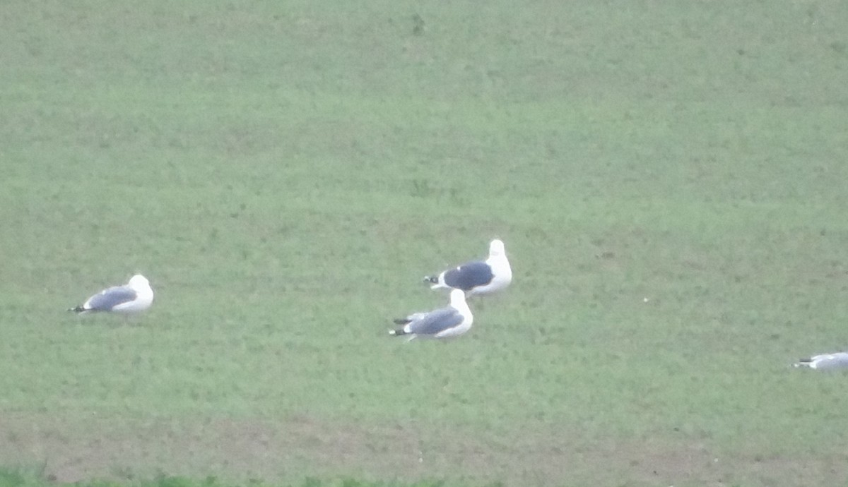 Lesser Black-backed Gull - ML616916577