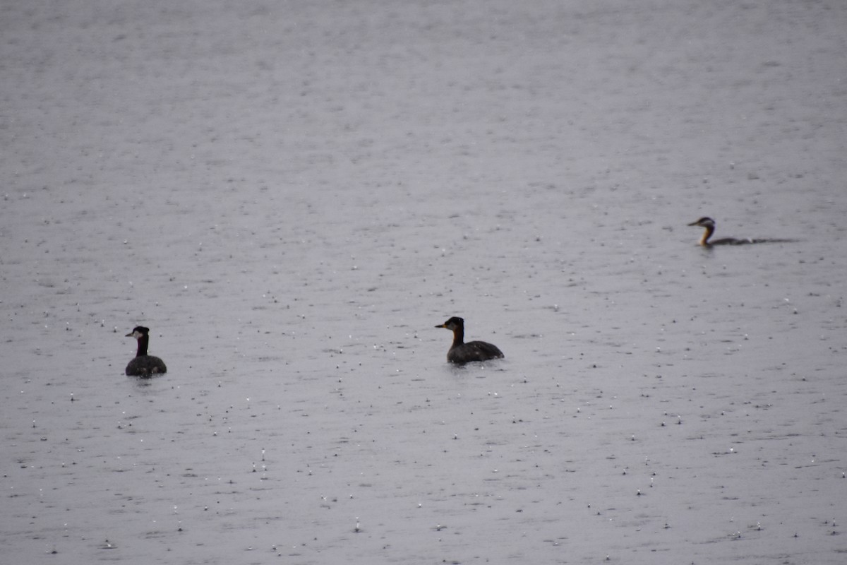 Red-necked Grebe - ML616916582