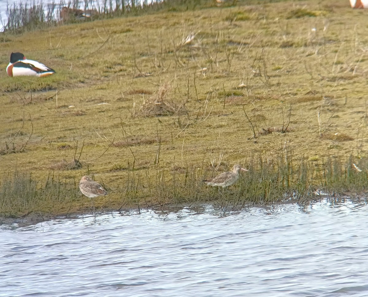 Black-tailed Godwit - ML616916651