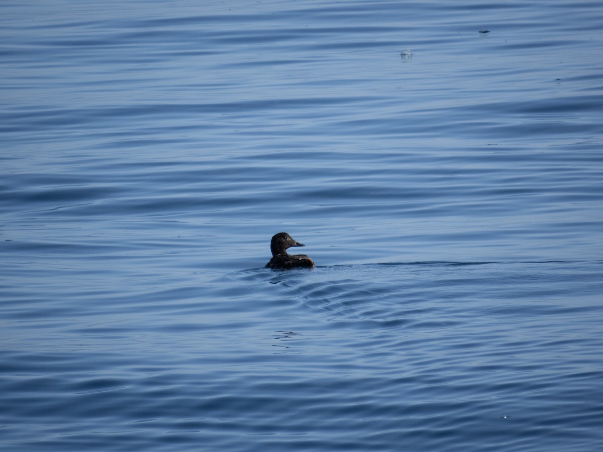 White-winged Scoter - ML616916655