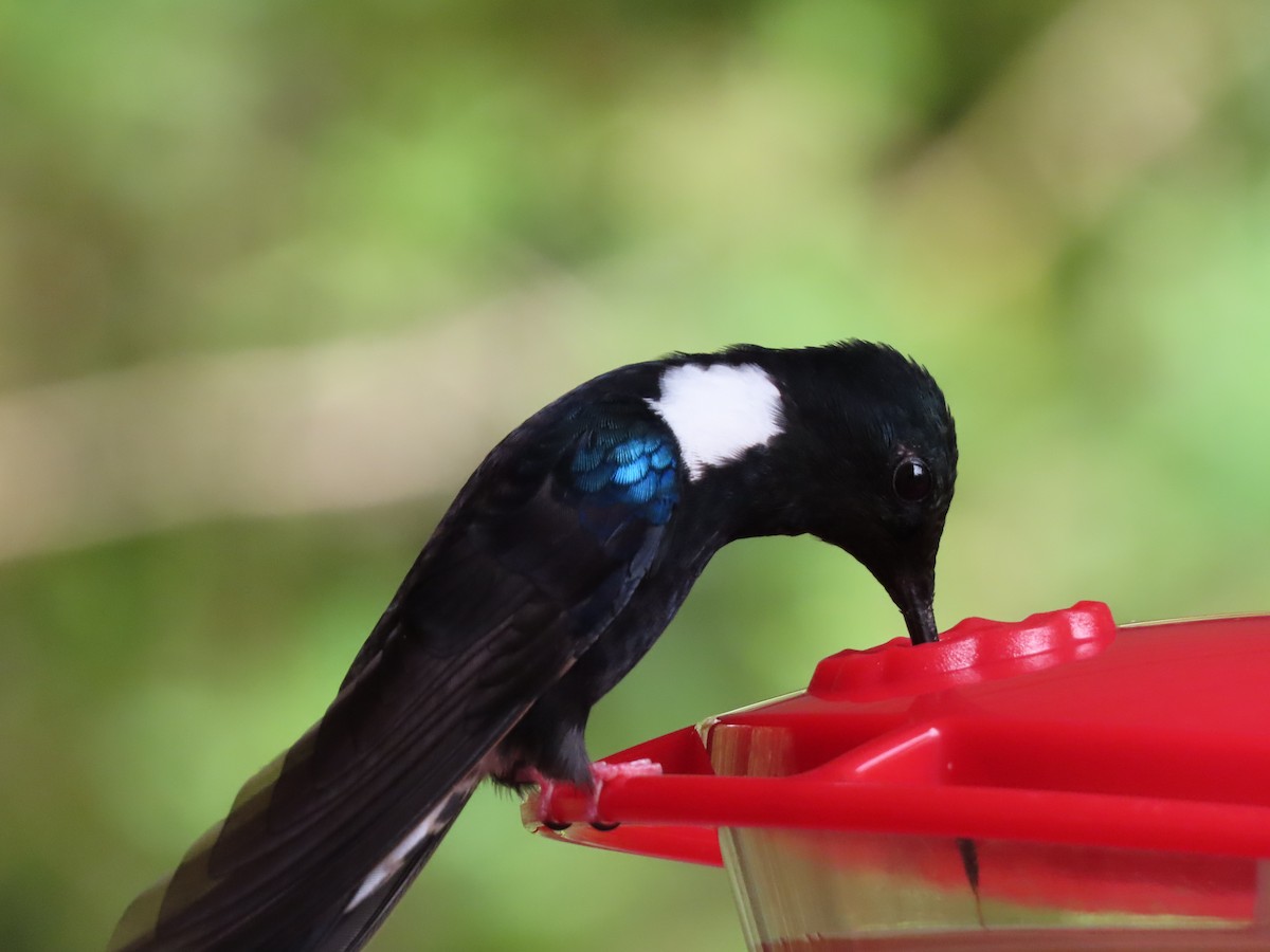 Blauschulterkolibri - ML616916656