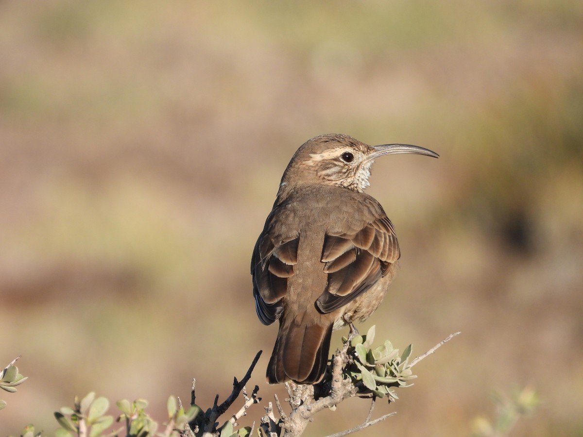 Scale-throated Earthcreeper - Más Aves