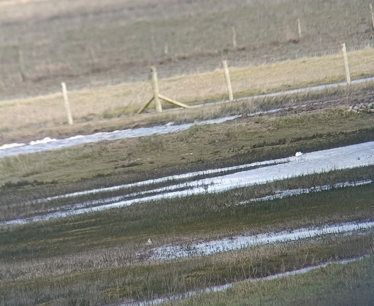 Black-bellied Plover - ML616916675