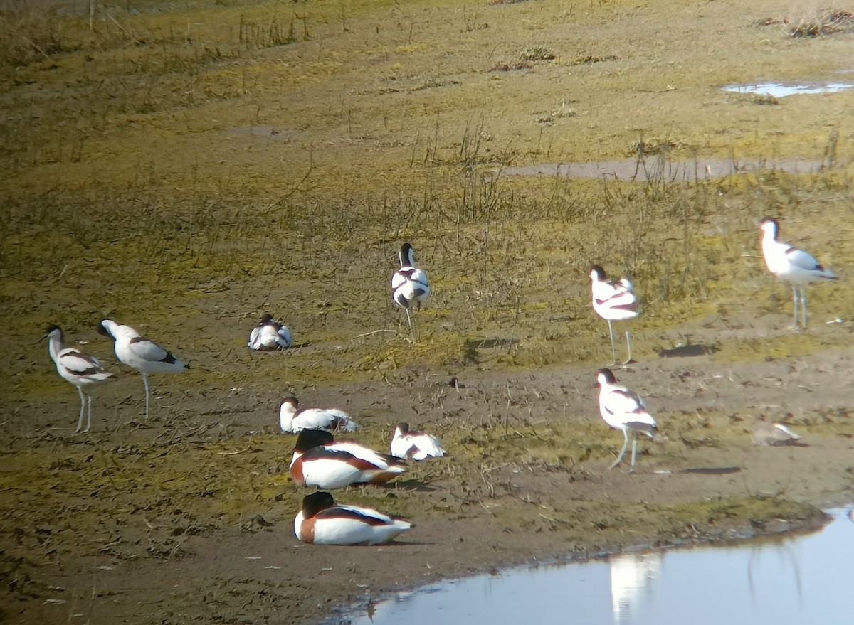 Common Shelduck - ML616916717