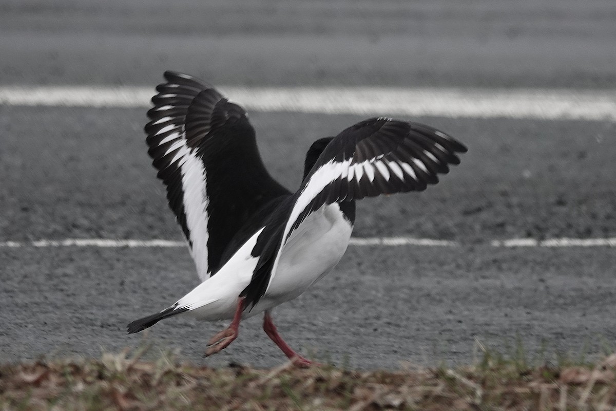 Eurasian Oystercatcher - ML616916739