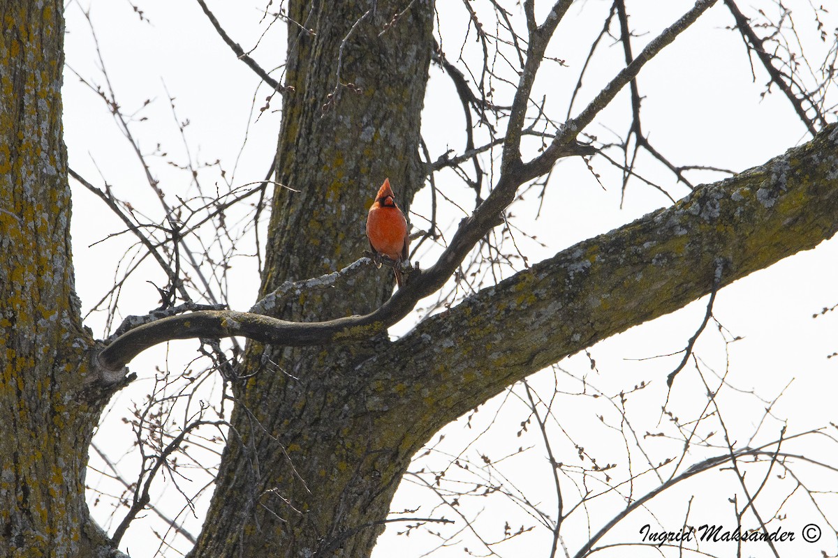 Northern Cardinal - ML616916755