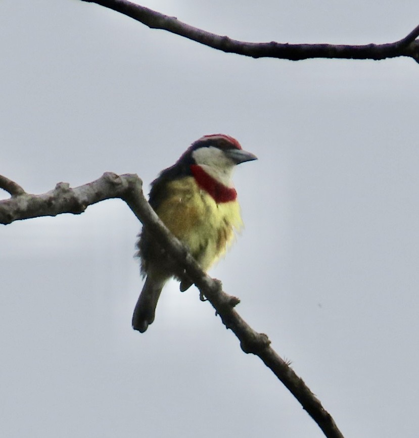 Scarlet-banded Barbet - ML616916773