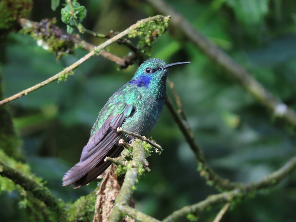 Lesser Violetear - ML616916829