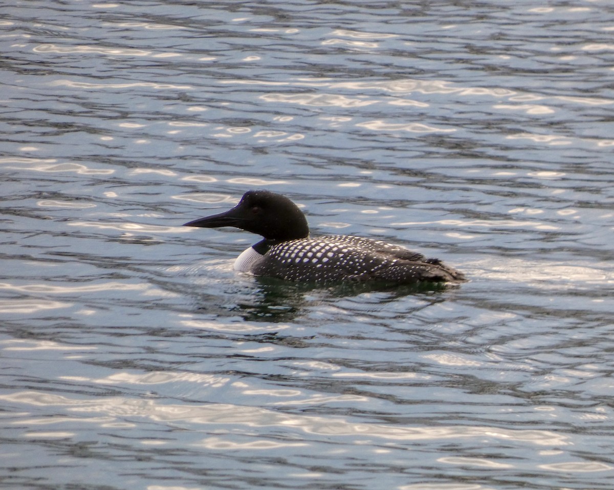 Common Loon - ML616916846