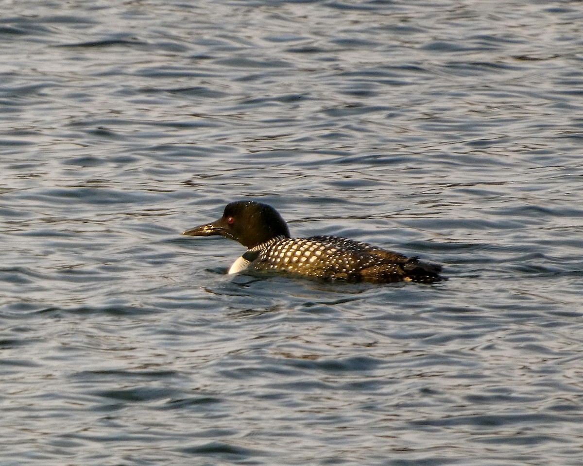 Common Loon - ML616916851