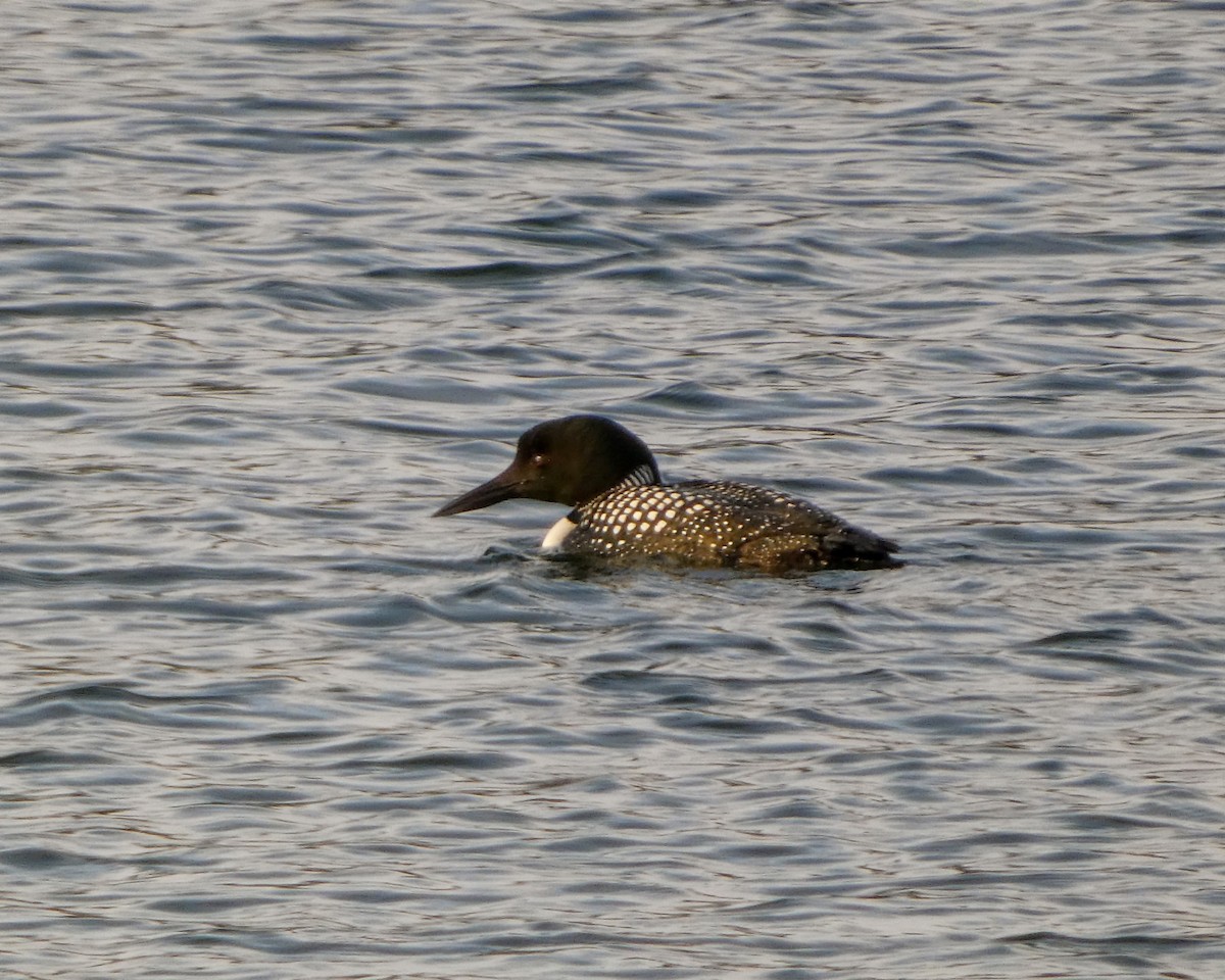 Common Loon - ML616916855