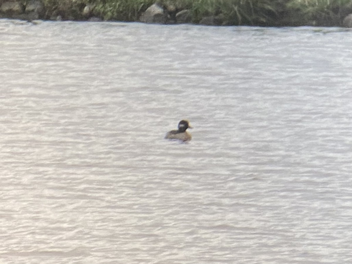 Bufflehead - Asher Higgins