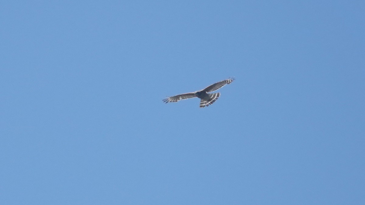 Red-shouldered Hawk - ML616916867