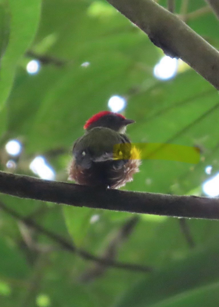 Painted Manakin - ML616916889