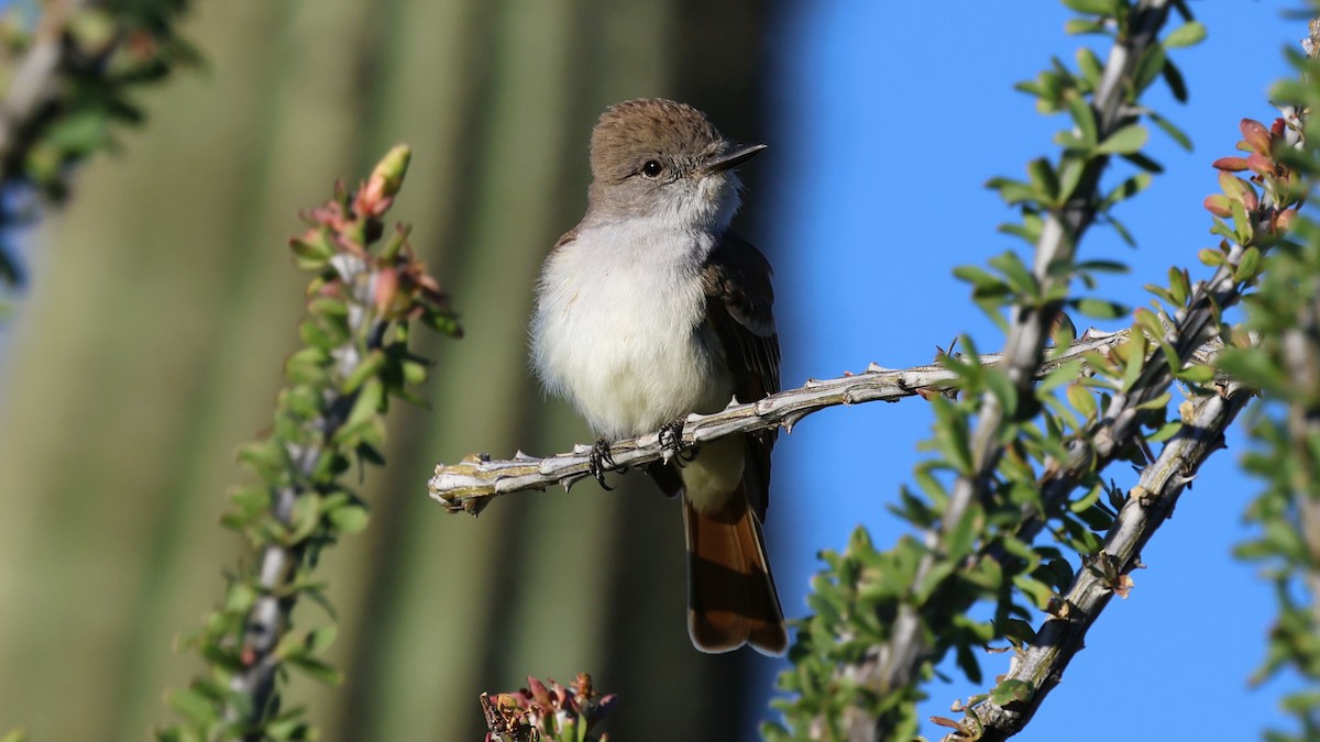 Ash-throated Flycatcher - ML616916920