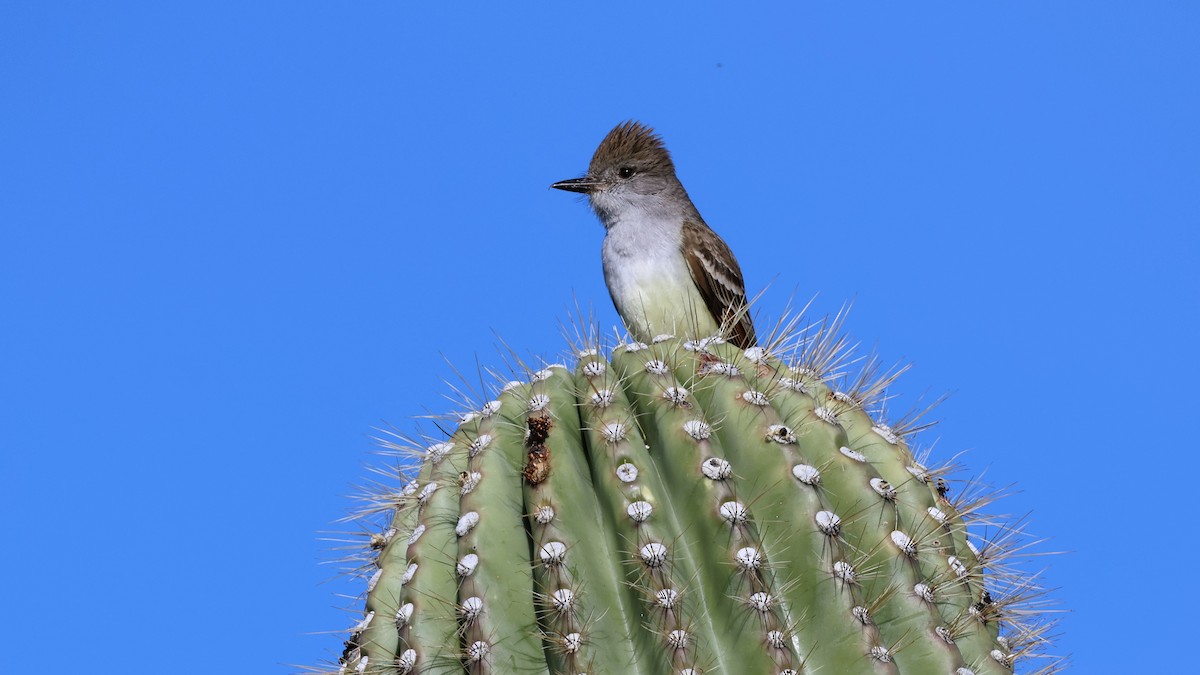 Ash-throated Flycatcher - ML616916921