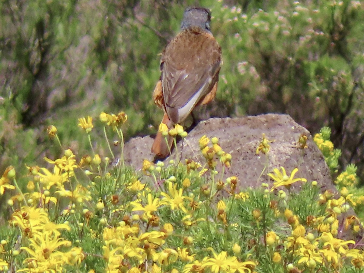 Cape Rock-Thrush - ML616916942