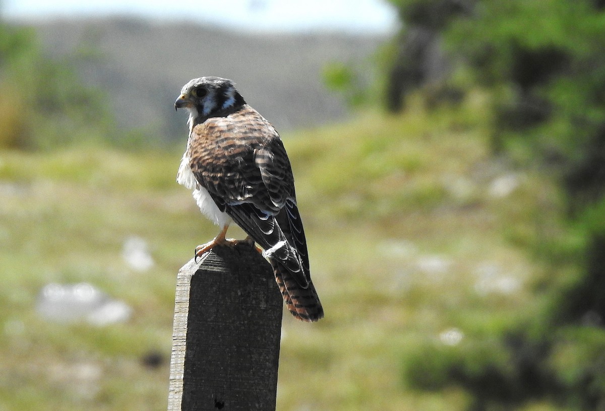 American Kestrel - ML616917009