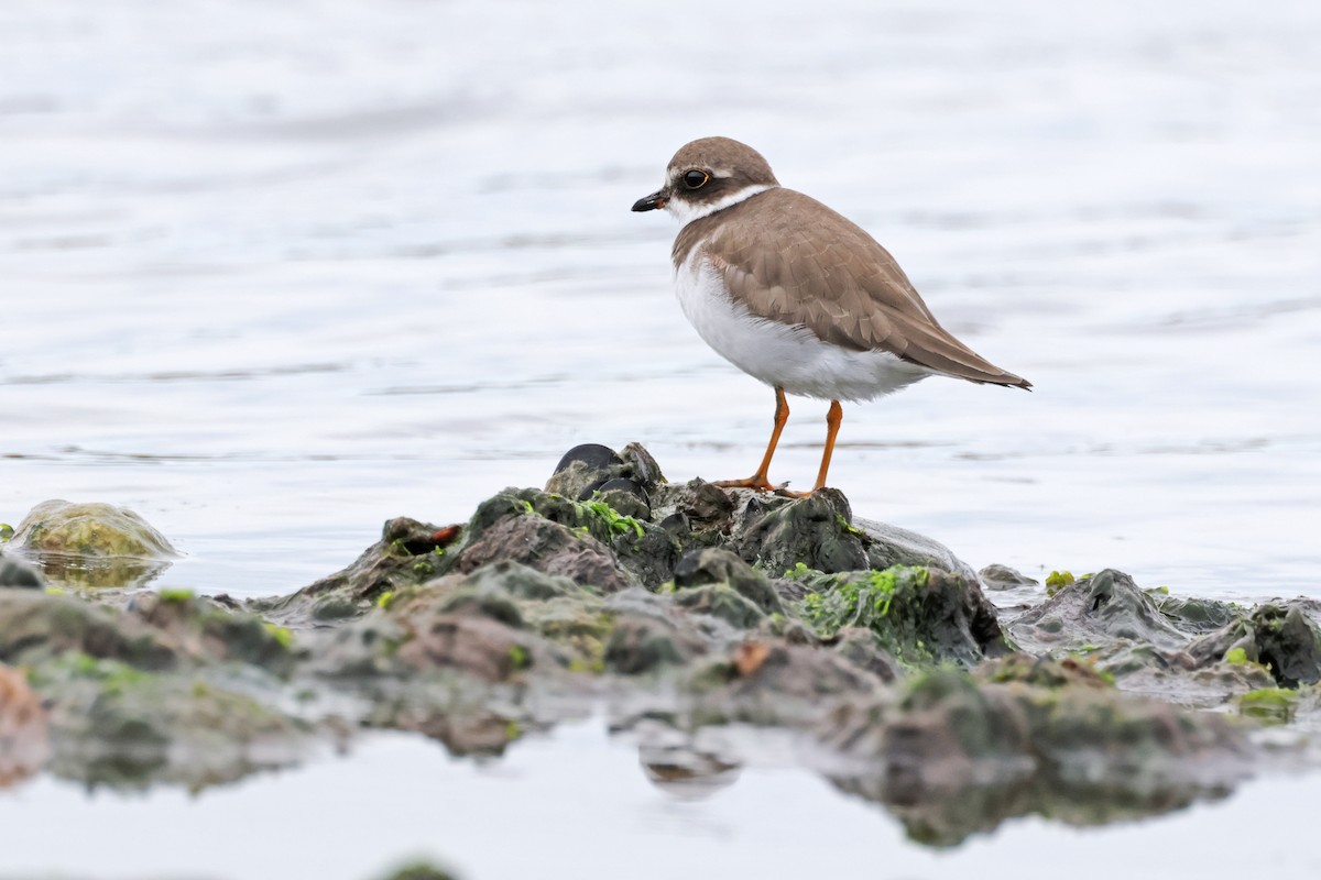 Semipalmated Plover - ML616917024