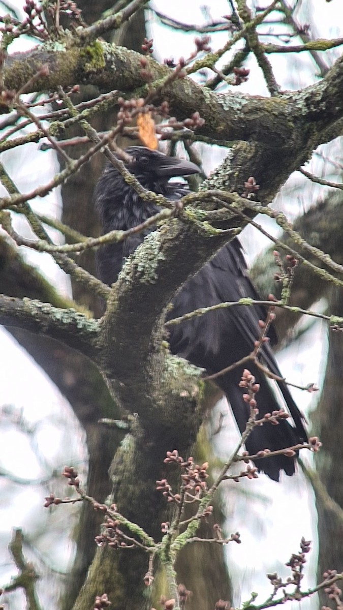 Carrion Crow - ML616917040