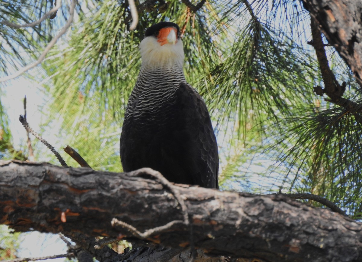 Caracara huppé - ML616917045