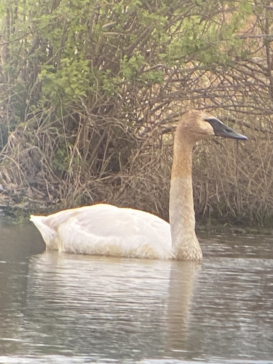 Trumpeter Swan - Asher Higgins