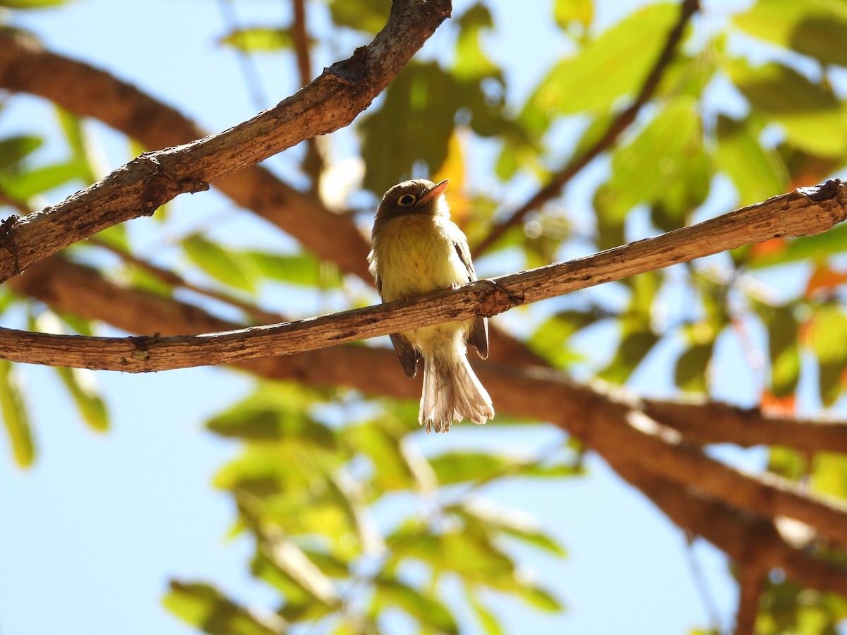 Yellowish Flycatcher - ML616917072