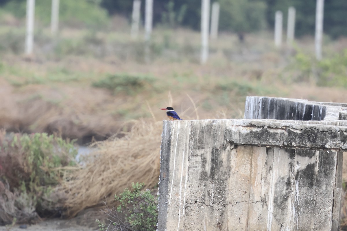 Black-capped Kingfisher - ML616917098