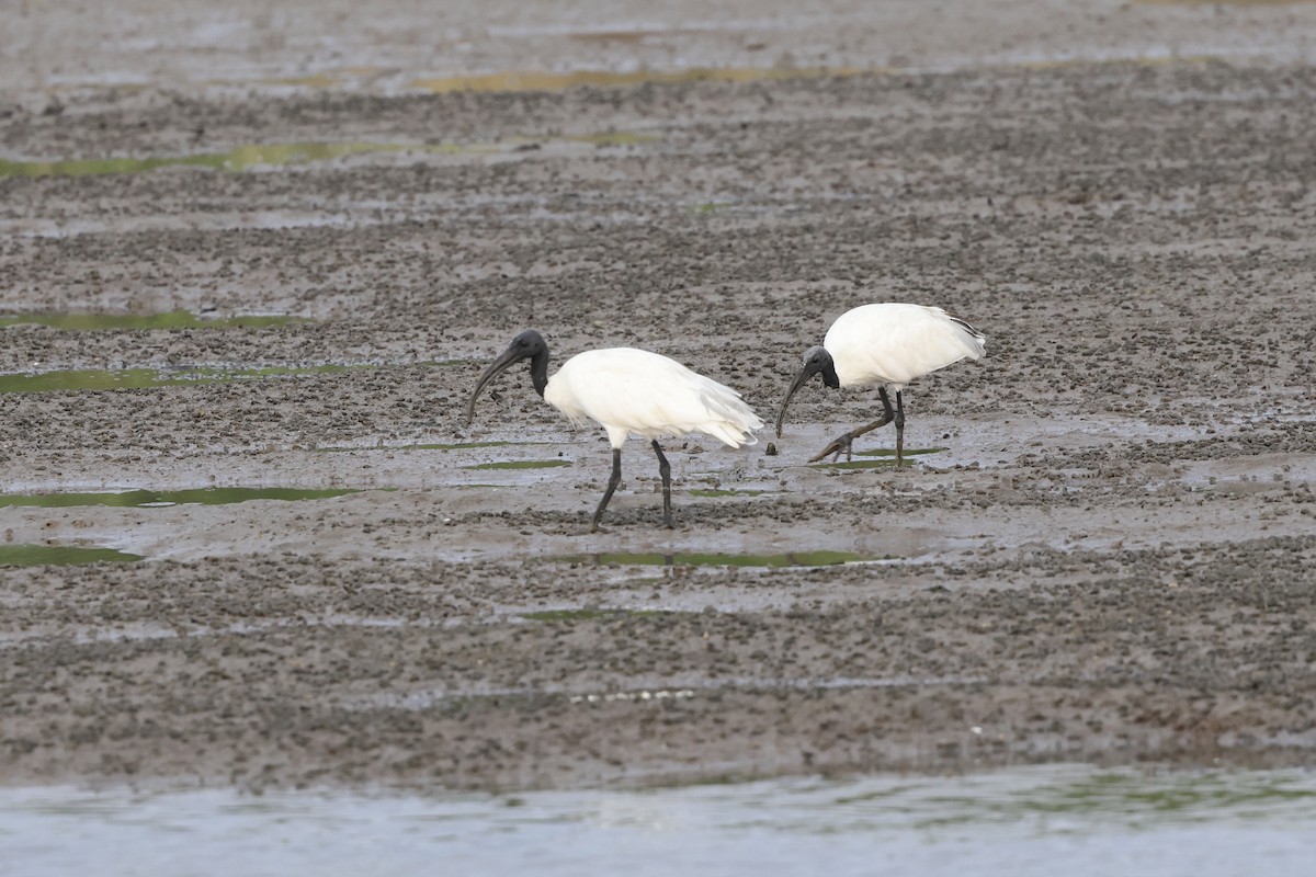 ibis černohlavý - ML616917132