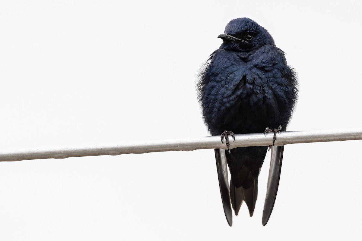 Purple Martin - ML616917136