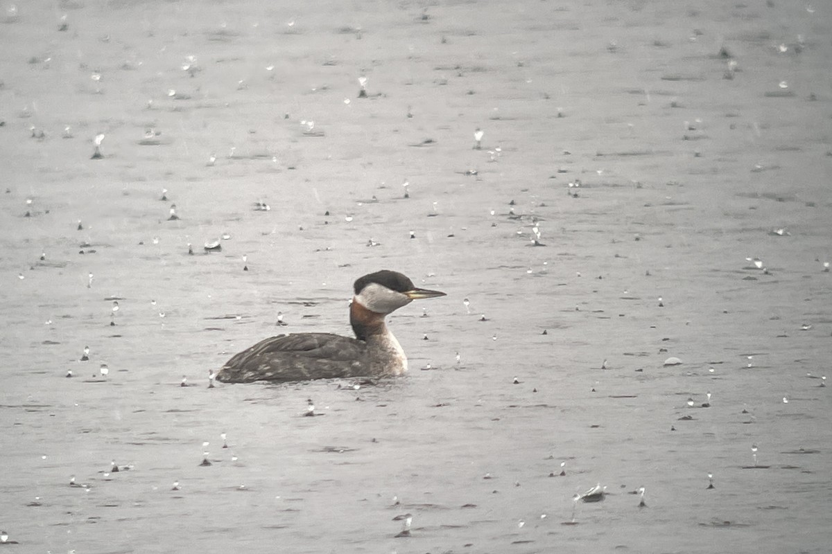 Red-necked Grebe - ML616917138