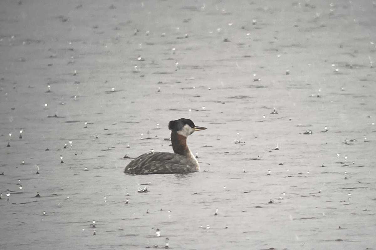 Red-necked Grebe - Valerie Burdette