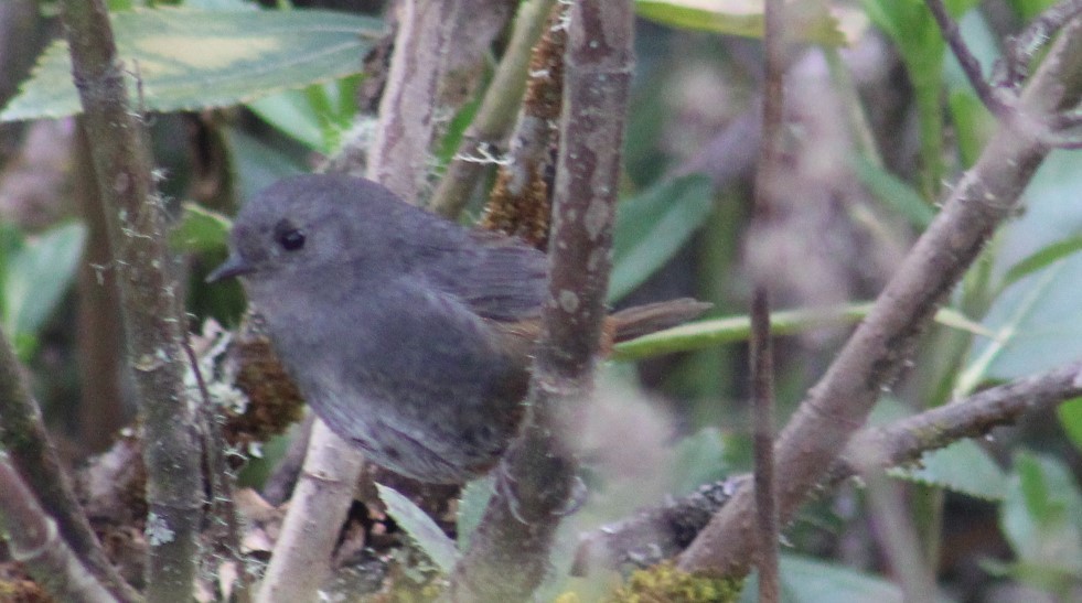 Pale-bellied Tapaculo - ML616917158