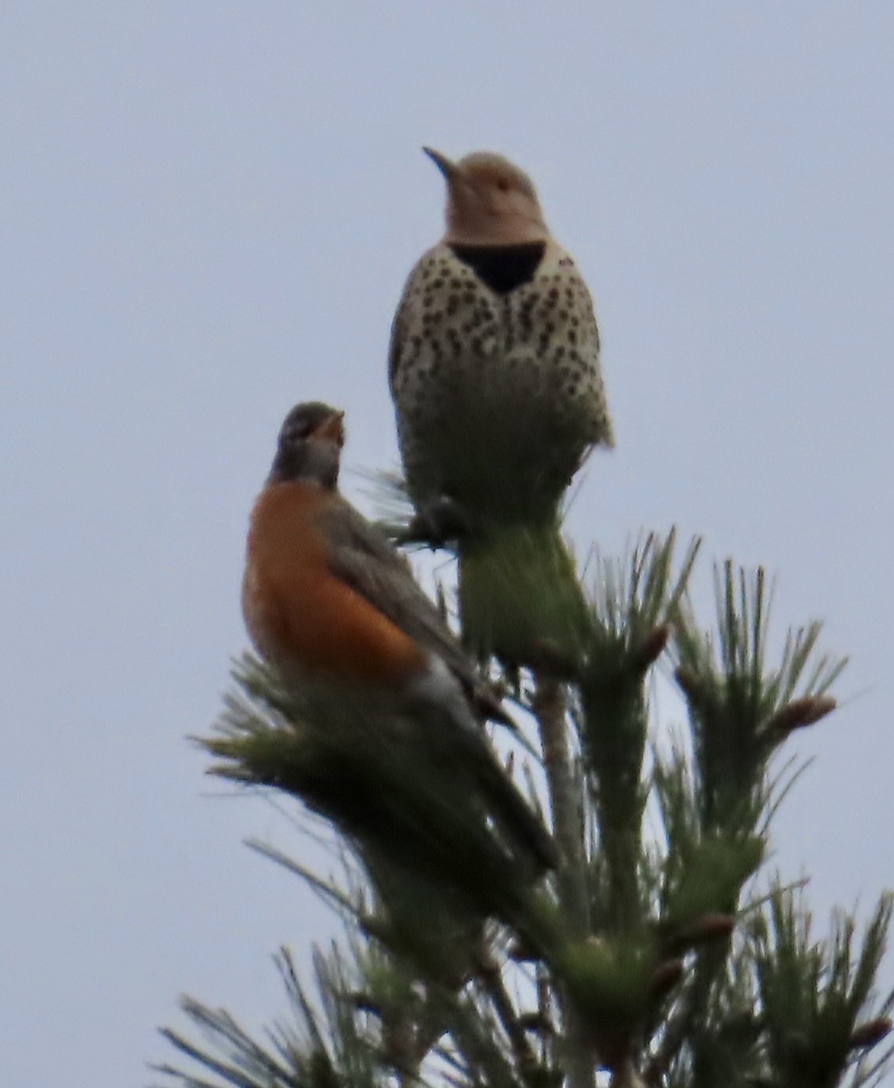 Northern Flicker - ML616917187