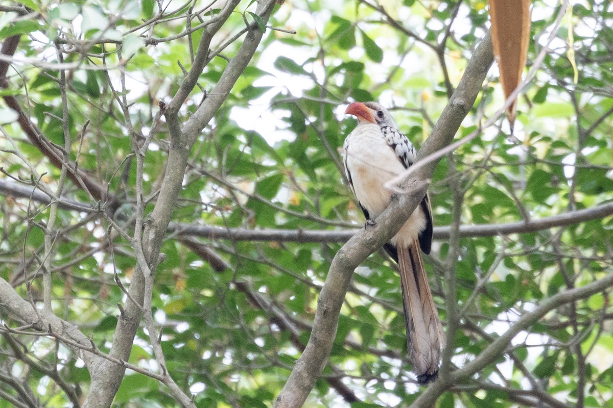 Northern Red-billed Hornbill - Jeanne Verhulst