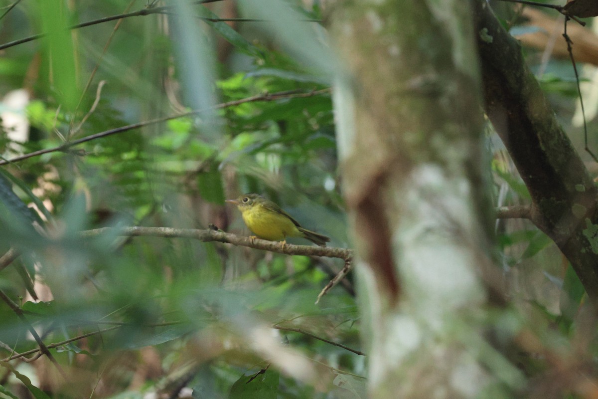 Alström's Warbler - ML616917357