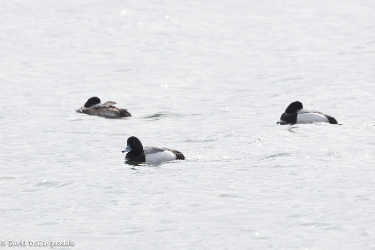 Greater Scaup - ML616917386