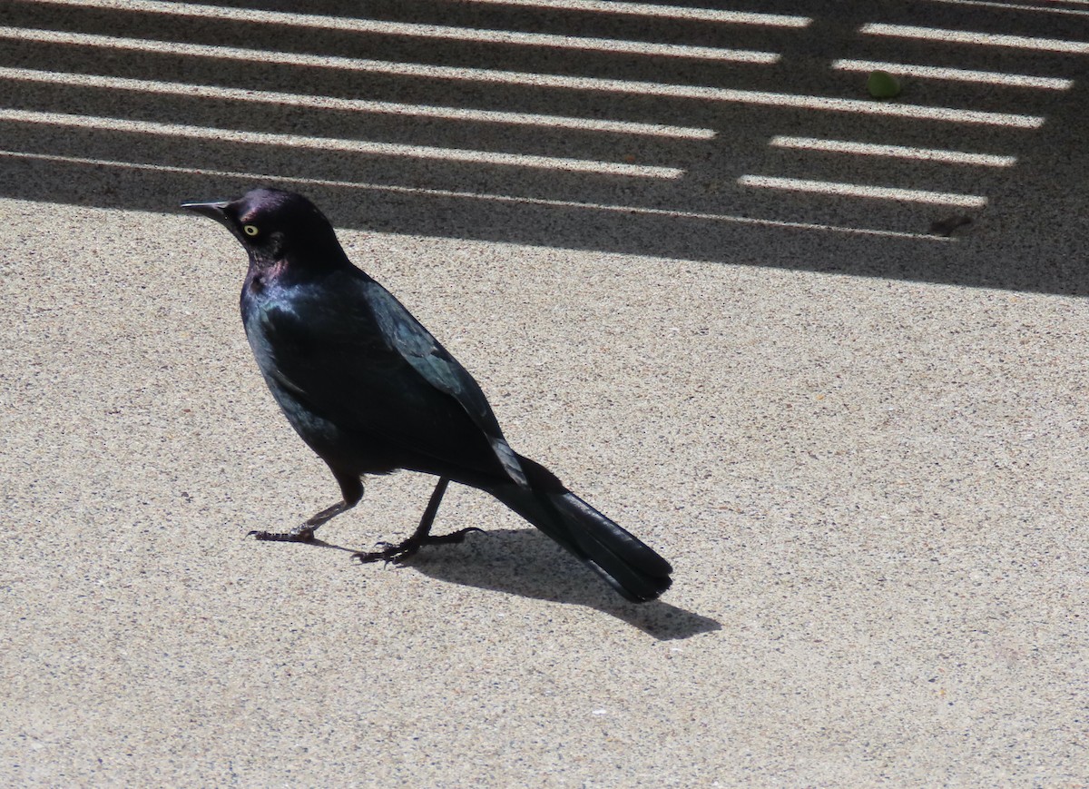 Brewer's Blackbird - ML616917387