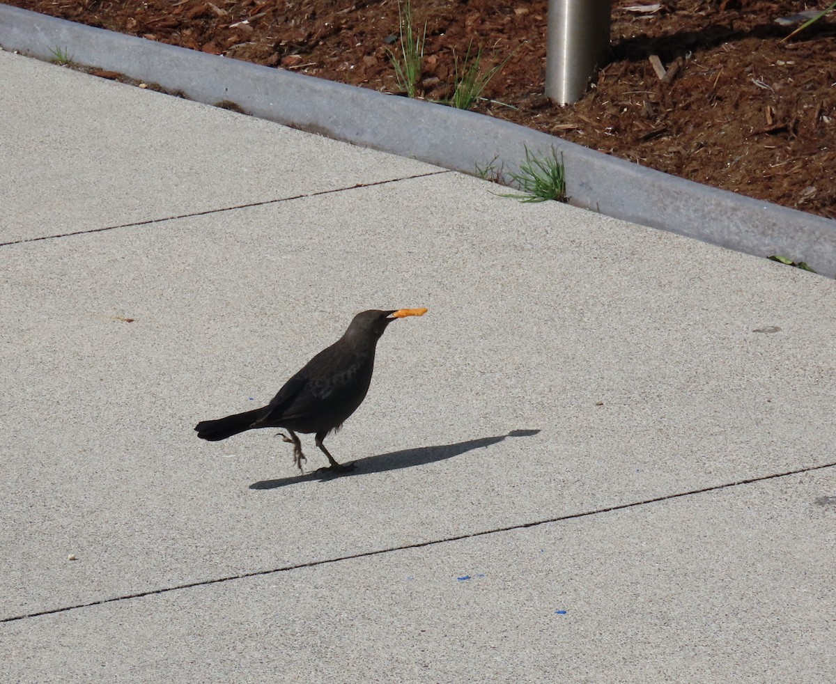 Brewer's Blackbird - Sherry Gray