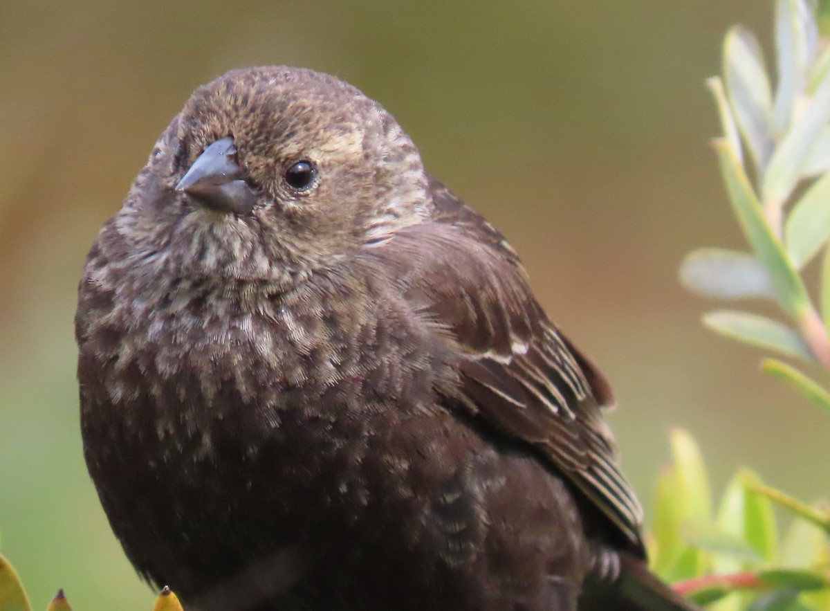 Red-winged Blackbird - ML616917402