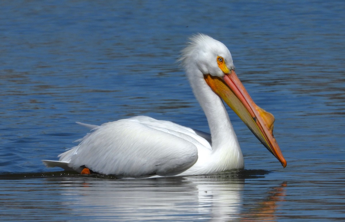 American White Pelican - ML616917411