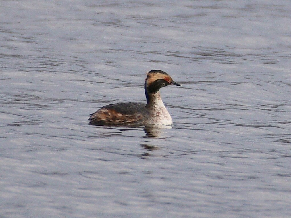 Horned Grebe - ML616917420