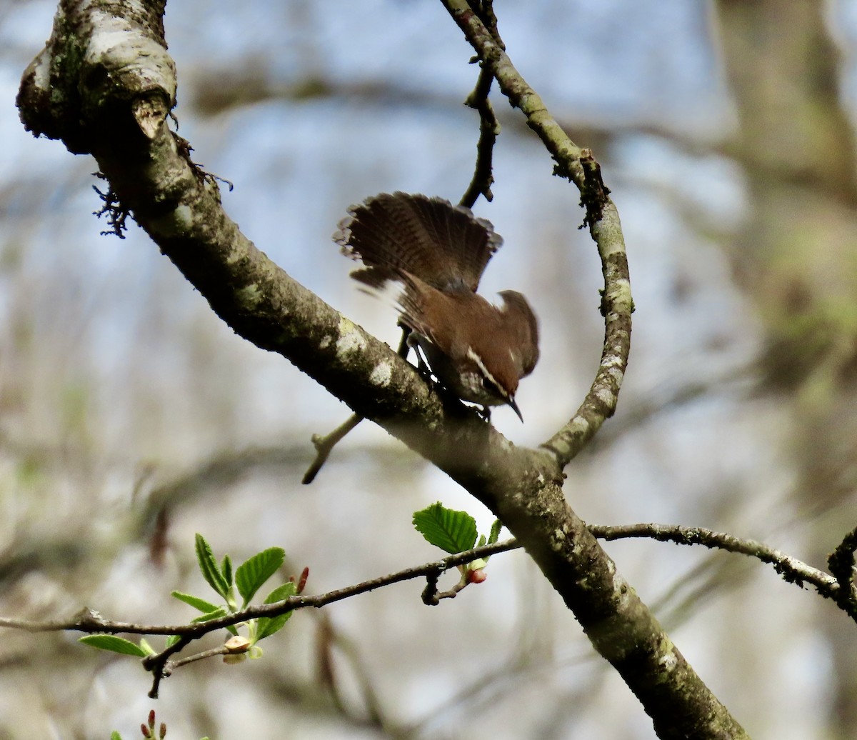 Bewick's Wren - Kathleen McEachern