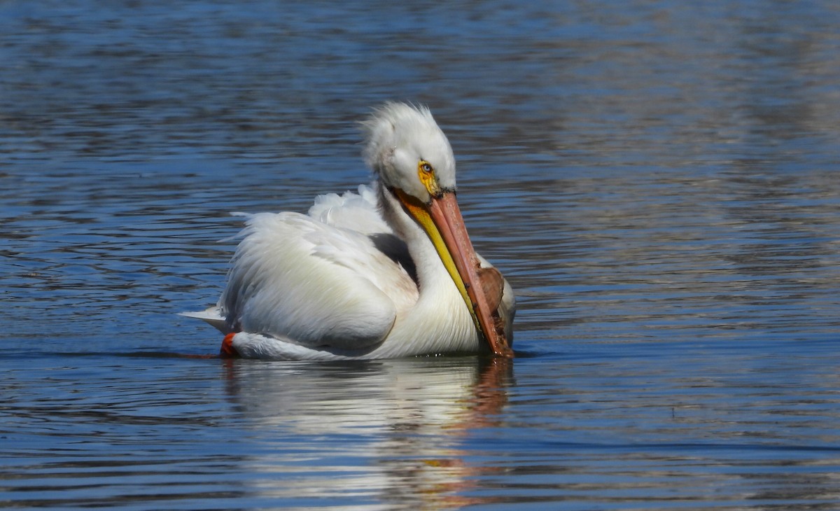 American White Pelican - ML616917442